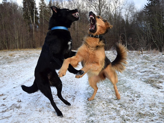 Бесстрашный смолянин спас женщину с ребенком от стаи агрессивных псов