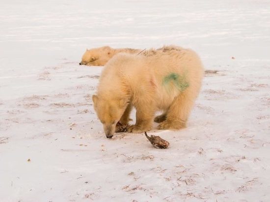 Догнали сородичей: знаменитые белые медвежата из ЯНАО прошли уже 350 км