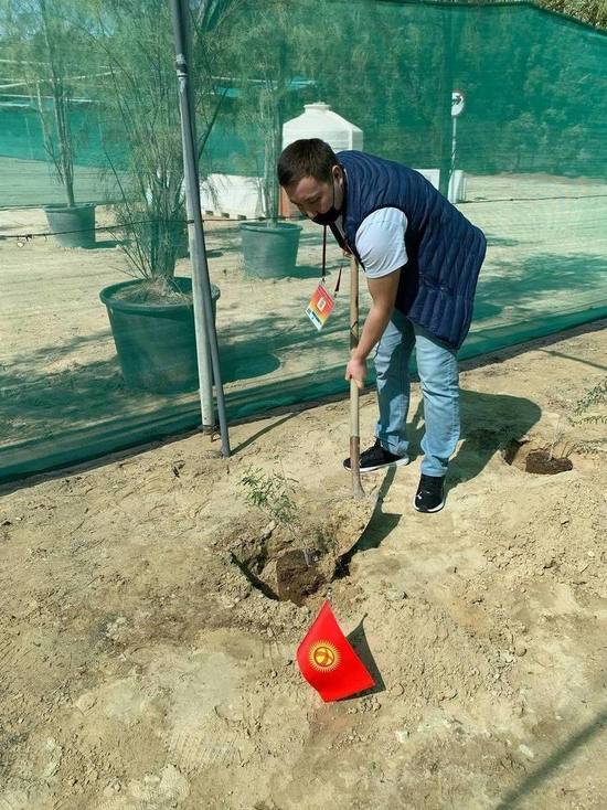 У Кыргызстана появилось свое дерево на Expo-2020 в Дубае
