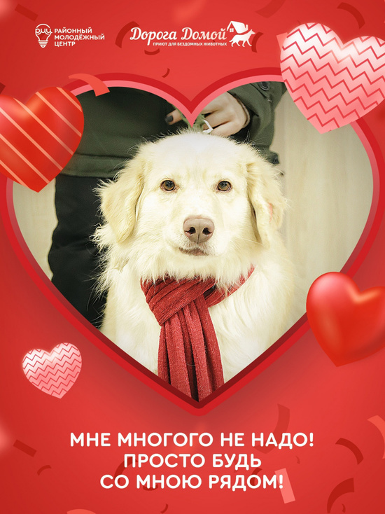 В Сургутском районе бездомным собакам ищут хозяев с помощью валентинок