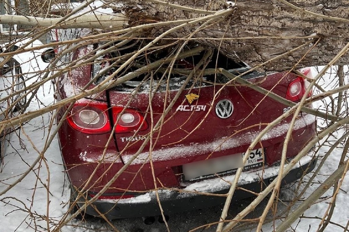 Разбитая машина во дворе. Падение дерева на автомобиль. Дерево упало на автомобиль. Спилить дерево во дворе. Дерево упало на машину в Новосибирске.