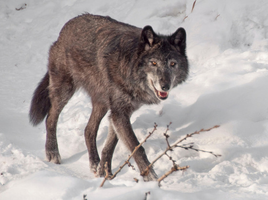 В Новгородской области отстрелили около полусотни волков