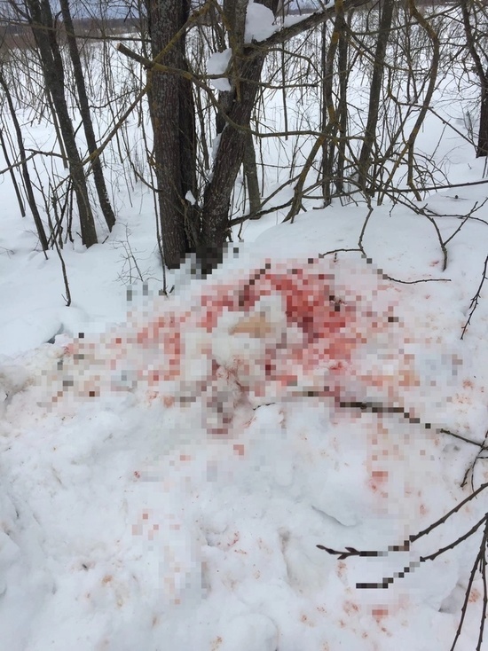 В Тверской области убитых зайцев разделали на обочине дороги