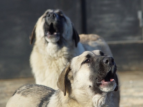 Следователи начали проверку по информации о стае бродячих собак в селе Шопино Белгородского района