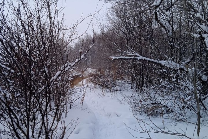 погода в хабаровске на неделю. погода в хабаровске на февраль. погода в марте в хабаровске. погода в хабаровске на завтра. хабаровск 2023.