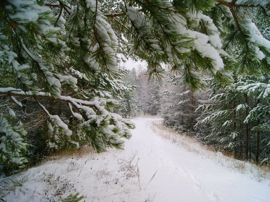 В Архангельской области сегодня будет тепло, сыро и снежно