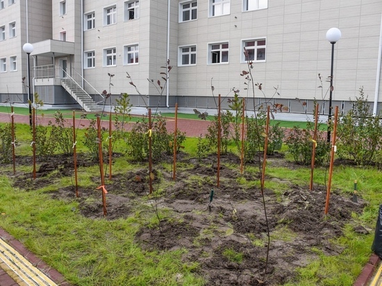 Экодесант, переработка пластика и новые деревья: в Ямальском районе рассказали о масштабных планах на Год экологии