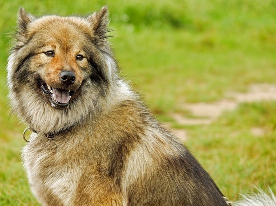 Депутаты Забайкалья предложат Госдуме умерщвлять злобных бродячих собак