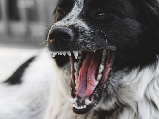 Ямальские законодатели в Госдуме и Заксобрании вместе с парламентом РФ взялись за проблему нападения псов на людей