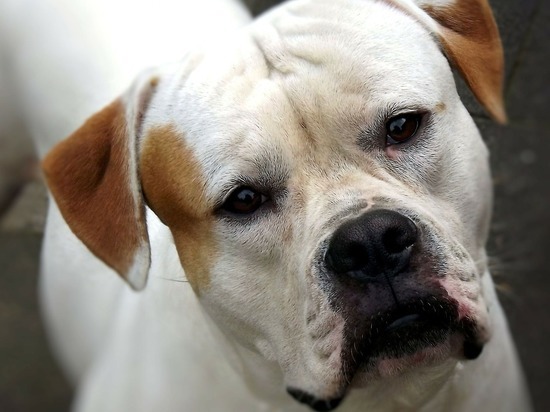 Белгородцам рассказали, какие породы собак можно выгуливать только в намордниках и на поводках