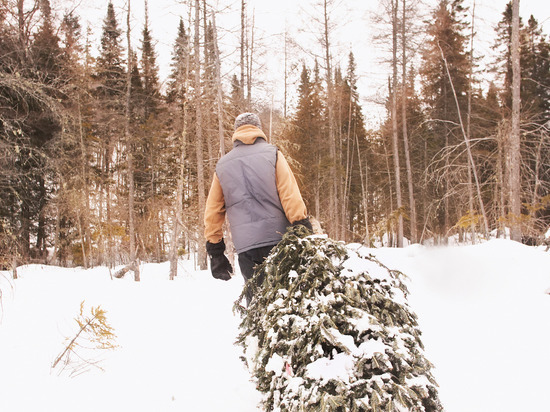 Полтысячи рождественских деревьев принесли мурманчанину не праздник, а штраф