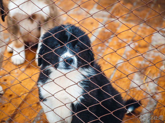  Они валяются на улице и умирают в страшных муках: новокузнечане рассказали об убийстве собак в городе