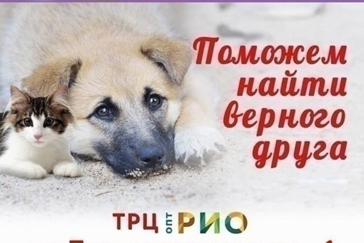 ярмарка продажа животных. выставка кошек в архангельске 2023. выставка кошек и собак в ярославле. выставка животных афиша. объявление о приюте для собак и кошек.