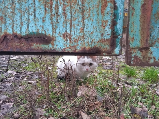 Обстрелом повреждены два дома на окраине Донецка