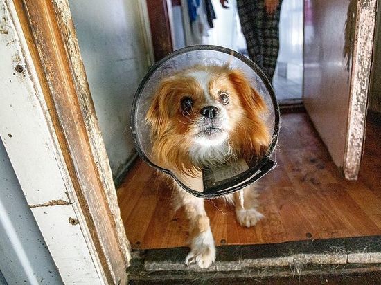 «Всё тает, собаки мокрые»: псковские зоозащитники попросили пожертвовать старые простыни