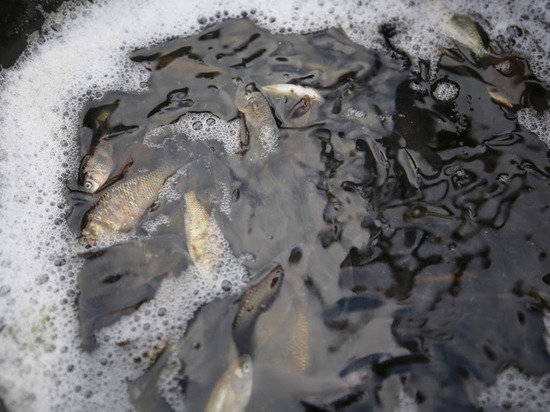 В Волгоградской области пресекли незаконный вылов рыбы