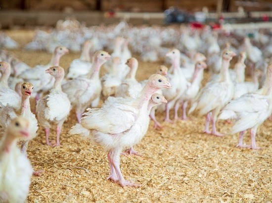 Птичий грипп парализовал работу крупной птицефабрики на Ставрополье