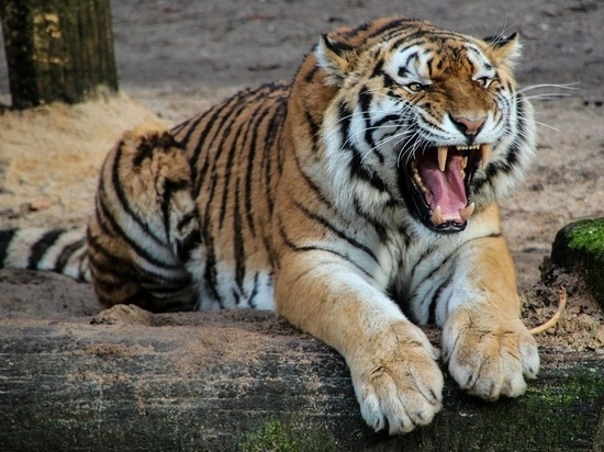 Прокуратура рассказала о жизни тигра в жилом доме в Рязани