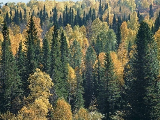 В Тверской области будут развивать сообщества добровольных лесных пожарных
