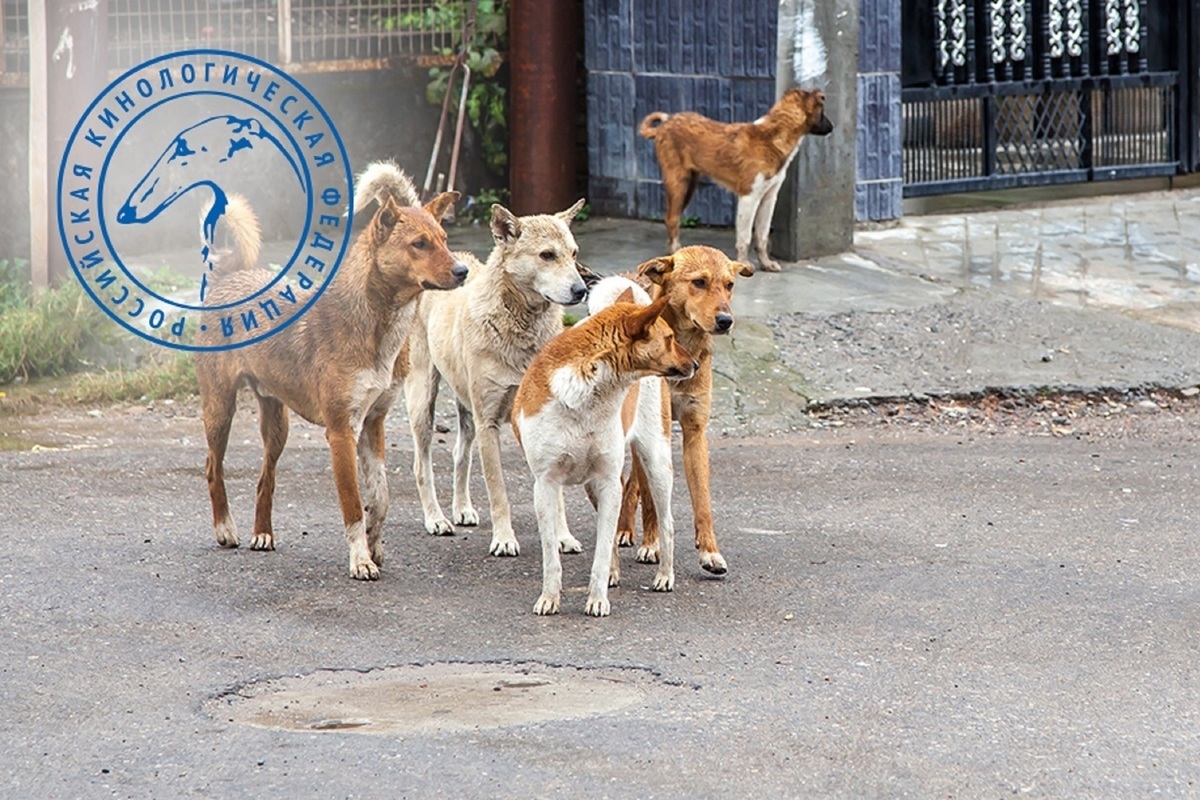 Кинологи рассказали почему бездомные собаки нападают на людей