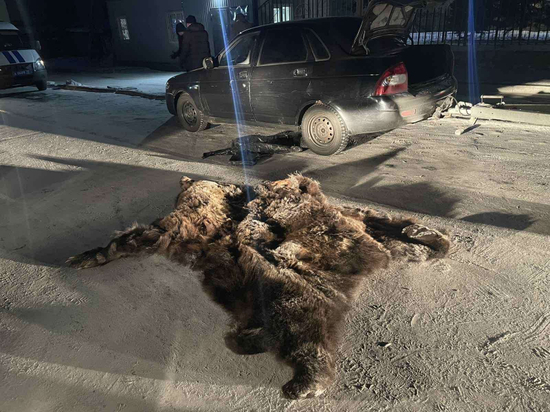 В Туве браконьеры задержаны с головой, лапами и шкурой медведя
