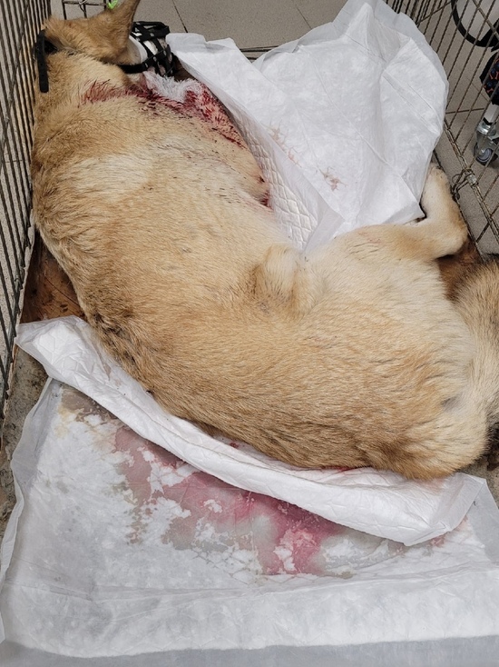 В Салехарде неизвестный живодер расстрелял собаку