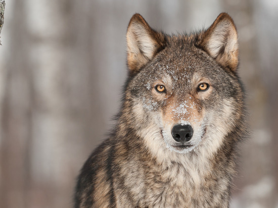 Более 40 волков убили в Новгородской области с начала 2022 года