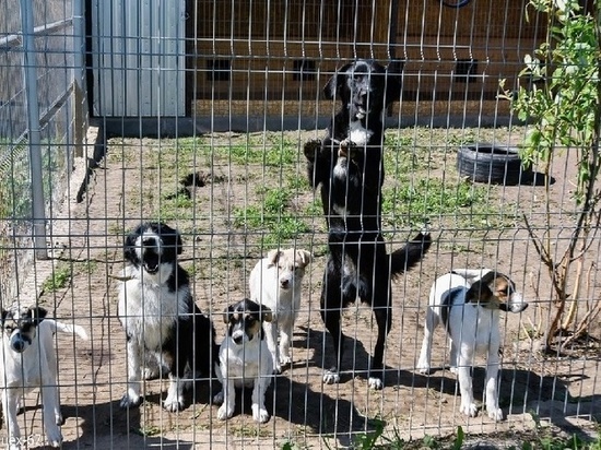 Один из смоленских приютов для собак оказался в трудном положении и может закрыться