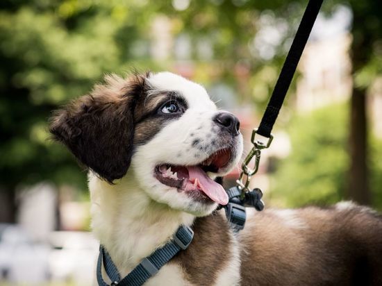 Новое пространство для выгула собак появится в Пушкине в 2022 году