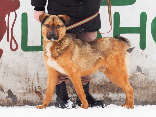 Помочь с покупкой поводков для бездомных собак просят псковские зоозащитники