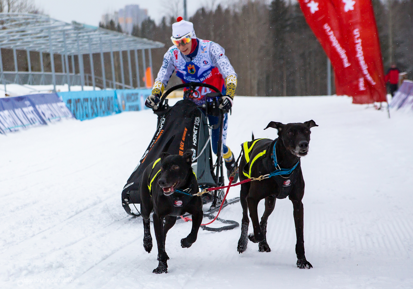 Karelia SkiFestDOG: соревнования для тех, кто любит лыжи и собак