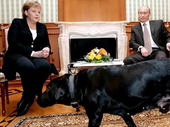 Песков объяснил конфуз с Меркель и лабрадором Путина