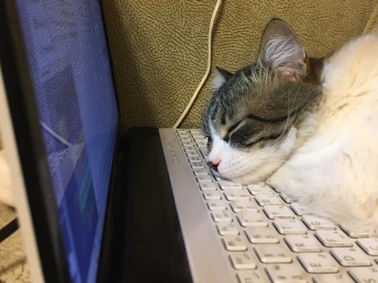 32-летний смолянин потерял деньги при попытке купить мотоцикл через сайт объявлений