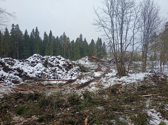 В Петрозаводске вырубили часть Черничного парка