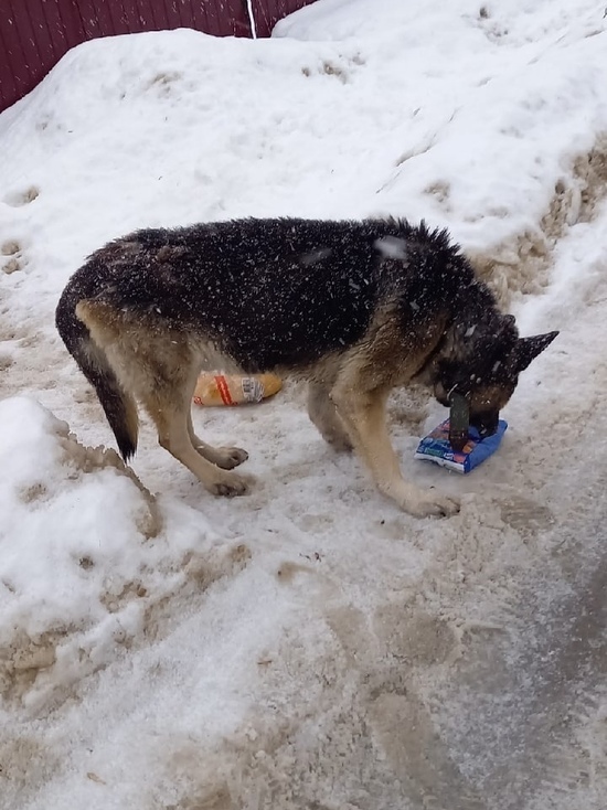 В Твери нашли измождённого пса, живущего в заброшенном доме