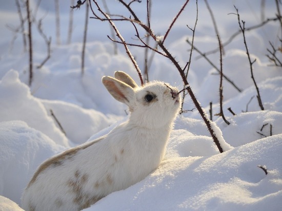 В Карелии зверей считают по их следам