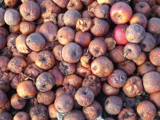 Работника «Аллеи» в Абакане наказали за продажу пропавших яблок