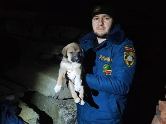 В Чечне пожарные спасли застрявшего между бетонными плитами щенка