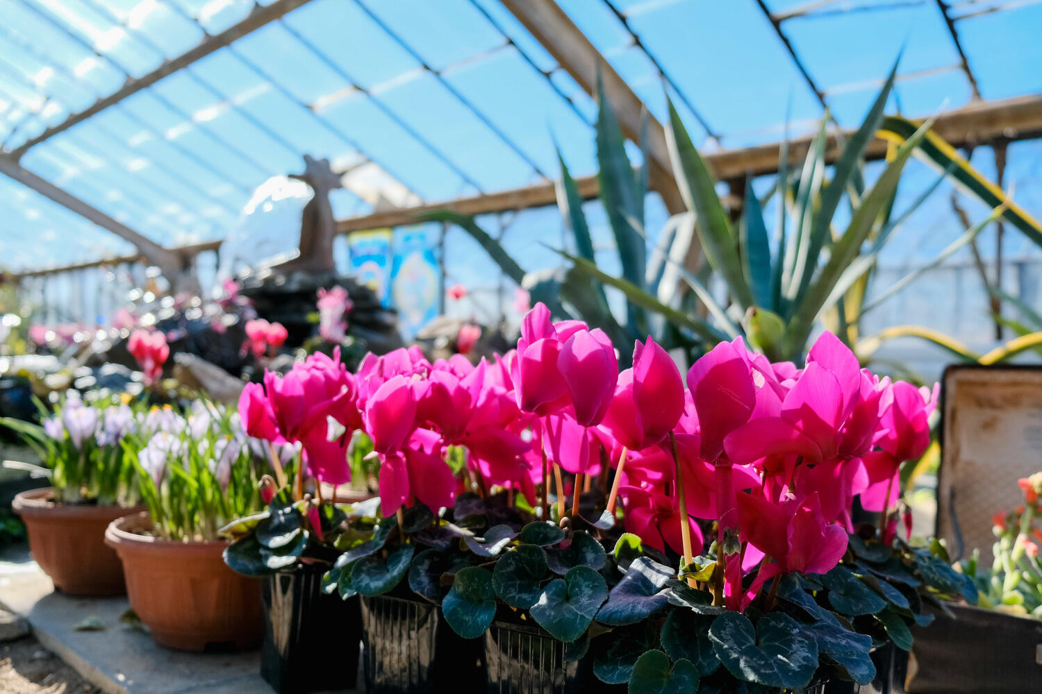 выставка первоцветов. волжский первоцвет оранжерея. цветок который цвел в ботаническом саду. выставка первоцветов в волжском ботаническом саду. ботанический сад волжский первоцветы 2024.