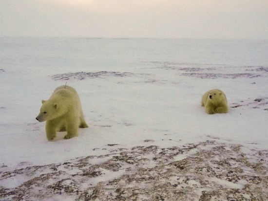 Сломались датчики: ученые Ямала больше не могут отслеживать маршрут знаменитых белых медвежат