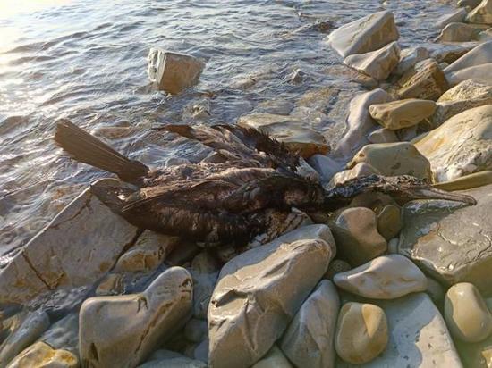 На берегу моря в районе Геленджика обнаружили мертвых птиц