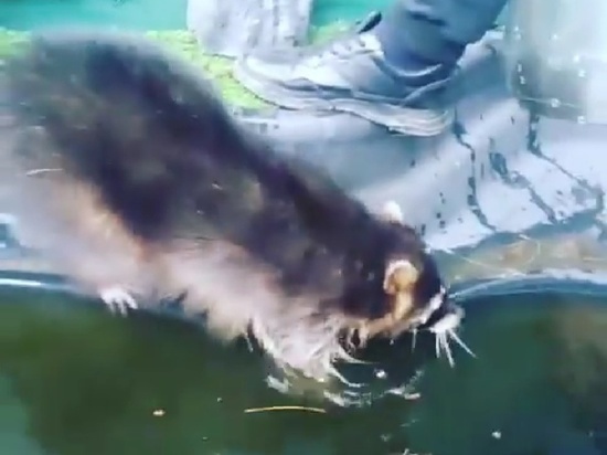 Он покинул вольер вместе с енотихой Лизой, которая позже вернулась сама