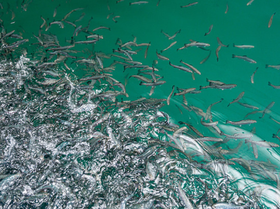 В водоемы Ямала в этом году выпустят 13 миллионов мальков муксуна