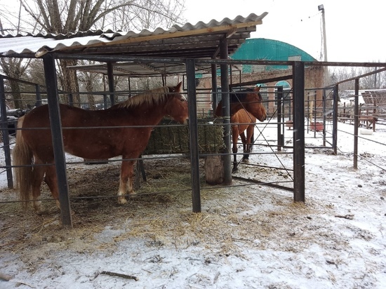 Зоопарк под Донецком попал под обстрел