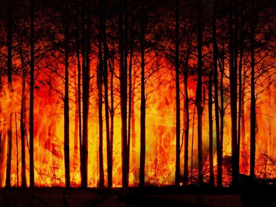 Лесные пожары могут стать «нормой жизни»