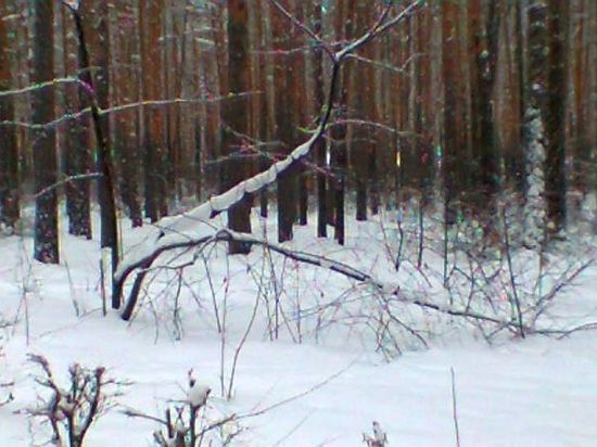 Роковая ошибка — в Омской области охотник подстрелил косулю вместо лисицы