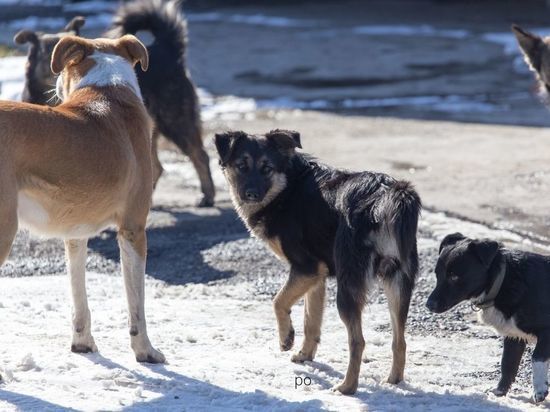 Стая бездомных собак напала на девочку в Североморске