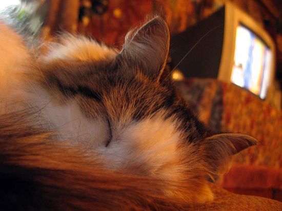 Телеканал "Россия" увеличивает эфиры Соловьева и "60 минут"