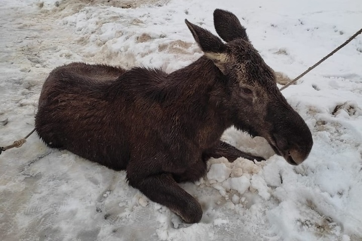 В Ярославской области лоси стали умирать из-за недостатка пищи в лесах