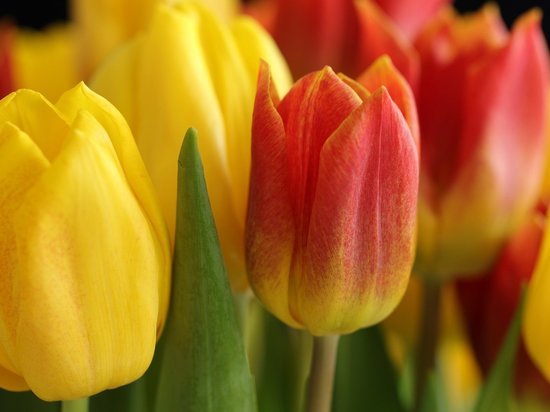 Цветочные магазины Колымы заменят цветы из Голландии краснодарскими